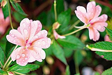 《永远的超级肉食男孩》将于明年登陆手机平台